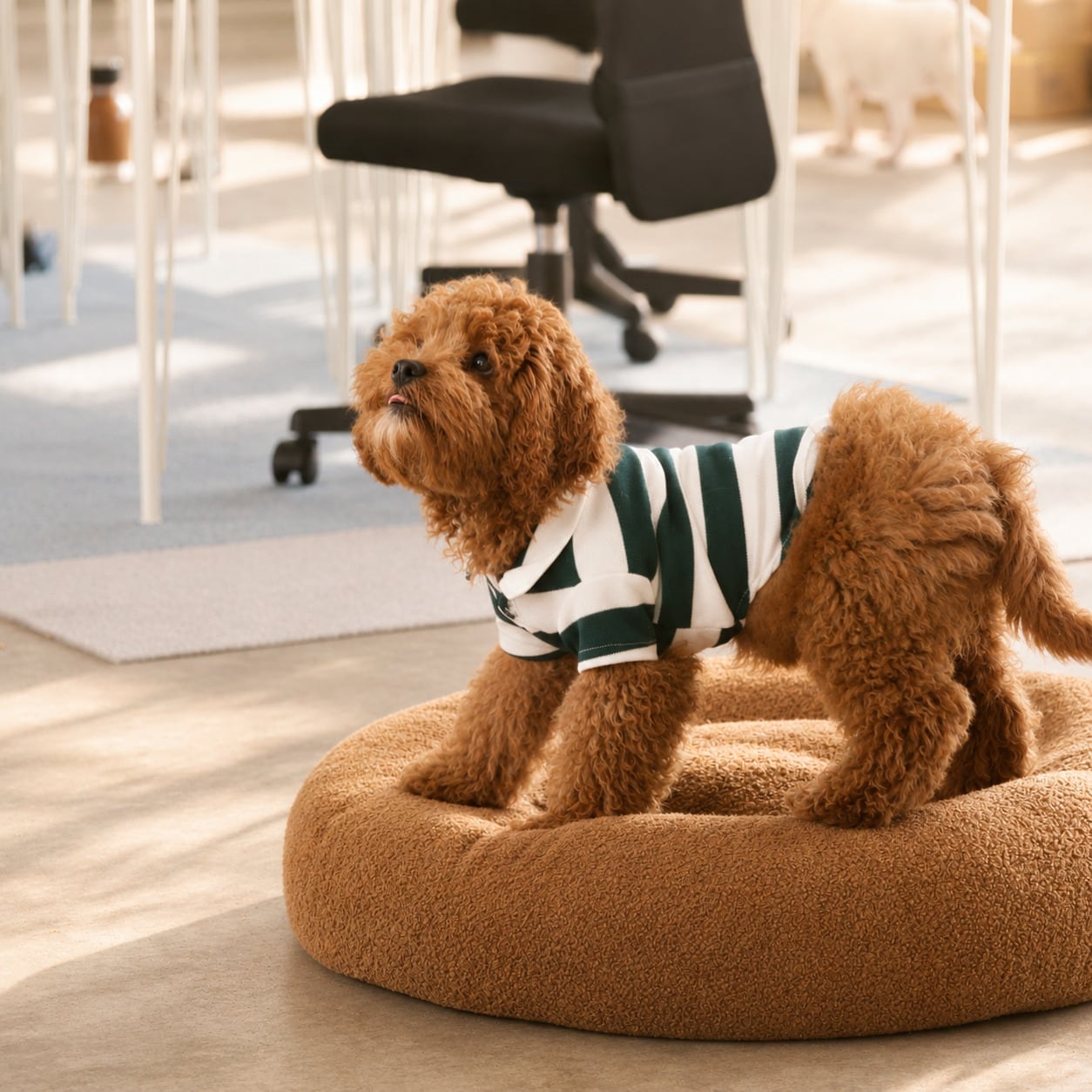 ストライプシャツを着た茶色い犬