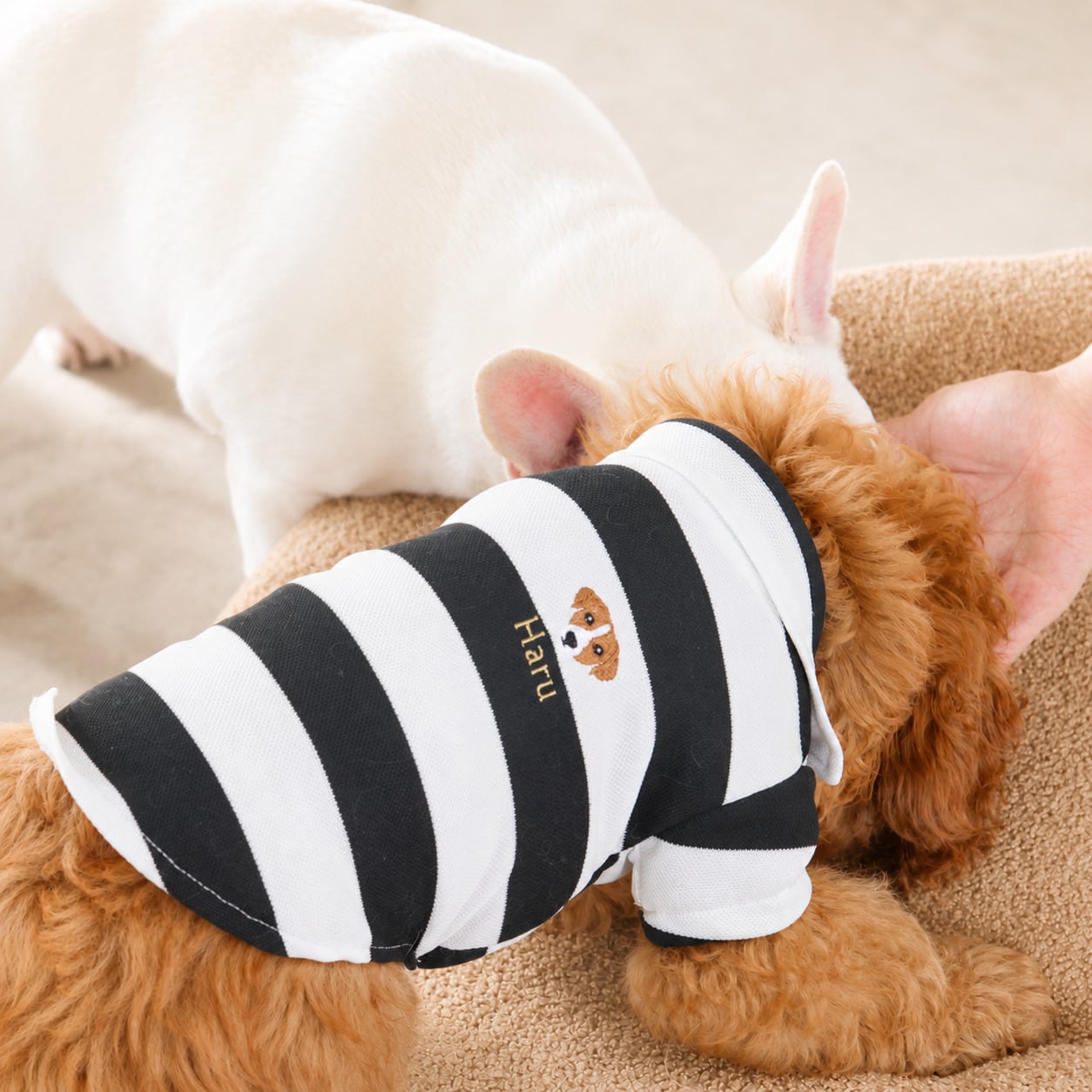 ストライプの服を着た犬が床に寝そべる